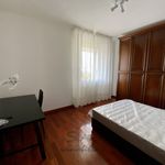 Rent a room of 14 m² in Padova