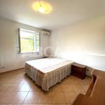 Rent 2 bedroom apartment of 55 m² in Velletri